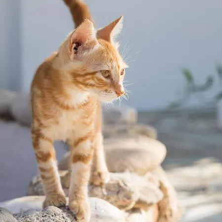 Apartamento Summer Breeze Arkasa