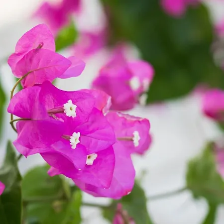 Summer Breeze Apartamento