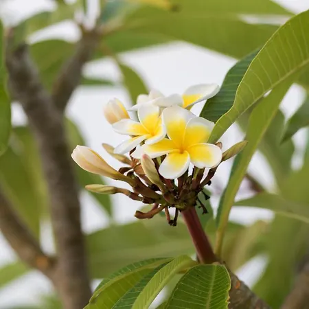 Lägenhet Summer Breeze Arkasa