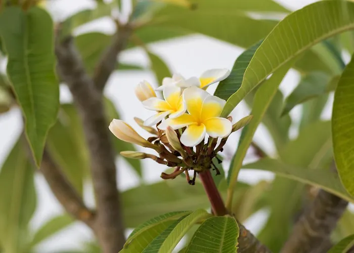 Apartment Summer Breeze Arkasa