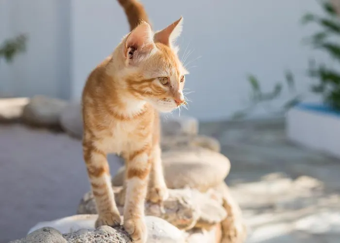 Apartment Summer Breeze Arkasa