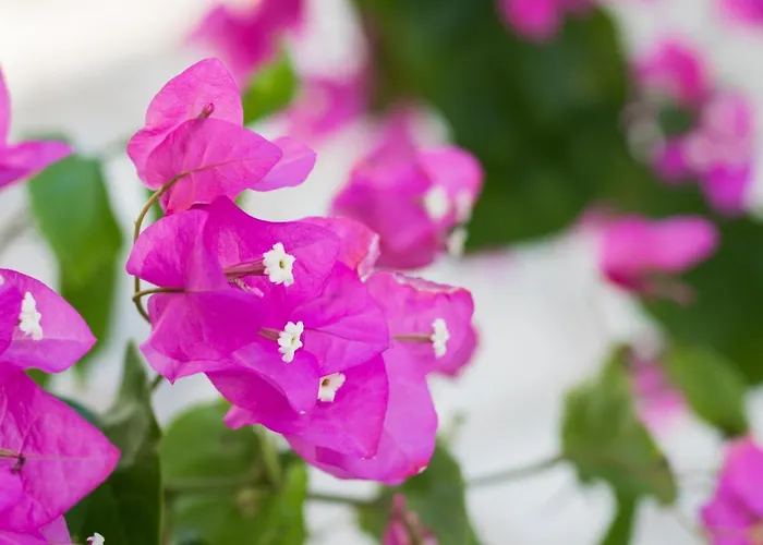 Summer Breeze Apartment